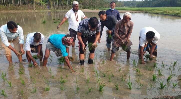 কৃষকদের সঙ্গে ধান রোপণ করলেন এমপি শাওন